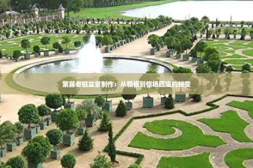 紫藤老桩盆景制作:从粗根到惊艳四座的蜕变