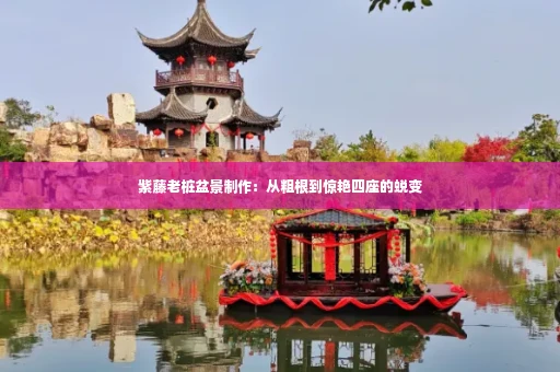 紫藤老桩盆景制作:从粗根到惊艳四座的蜕变