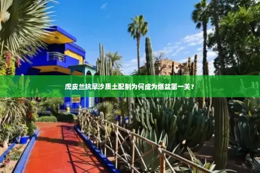 虎皮兰抗旱沙质土配制为何成为爆盆第一关？