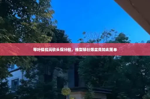 琴叶榕控高砍头促分枝,株型矮壮爆盆竟如此简单