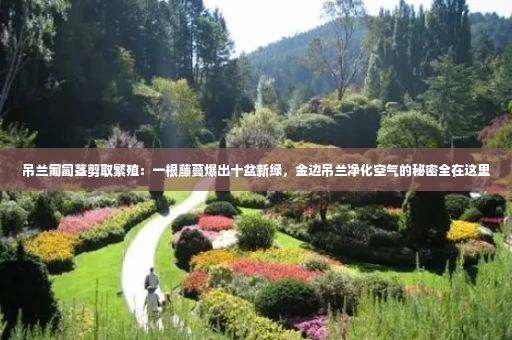 吊兰匍匐茎剪取繁殖:一根藤蔓爆出十盆新绿,金边吊兰净化空气的秘密全在这里