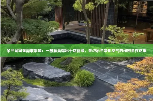 吊兰匍匐茎剪取繁殖:一根藤蔓爆出十盆新绿,金边吊兰净化空气的秘密全在这里