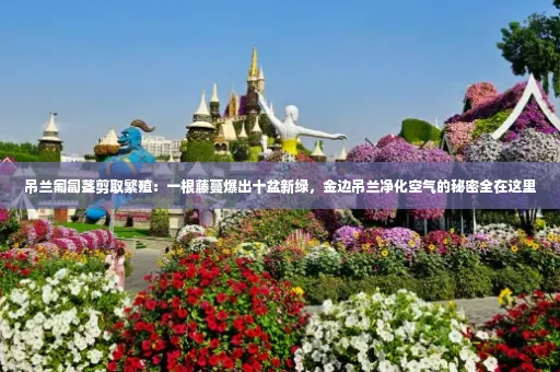 吊兰匍匐茎剪取繁殖：一根藤蔓爆出十盆新绿，金边吊兰净化空气的秘密全在这里