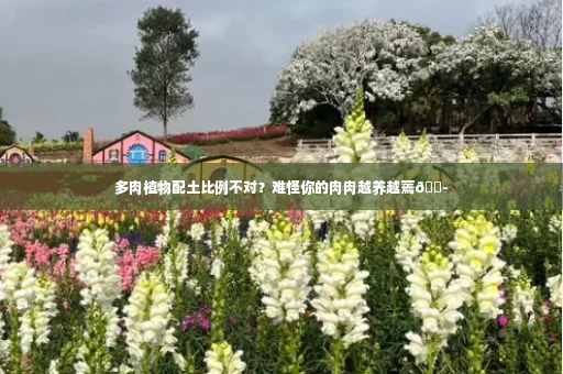 多肉植物配土比例不对？难怪你的肉肉越养越蔫😭