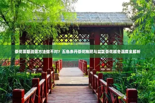 茶花蕾期疏蕾方法做不对?五色赤丹茶花施肥与盆栽茶花越冬温度全解析