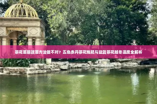 茶花蕾期疏蕾方法做不对?五色赤丹茶花施肥与盆栽茶花越冬温度全解析