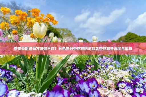 茶花蕾期疏蕾方法做不对？五色赤丹茶花施肥与盆栽茶花越冬温度全解析