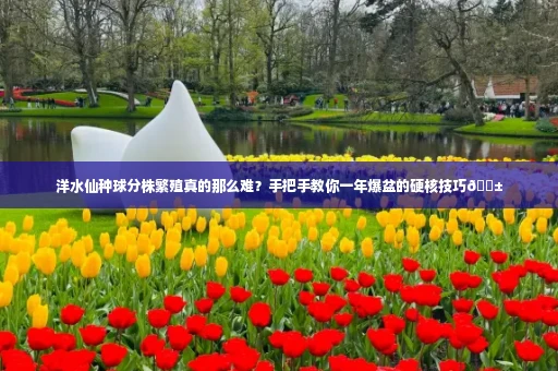 洋水仙种球分株繁殖真的那么难?手把手教你一年爆盆的硬核技巧🌱