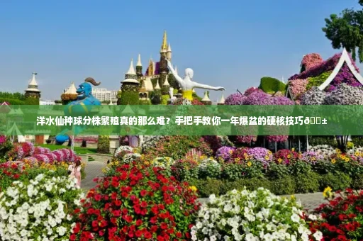 洋水仙种球分株繁殖真的那么难?手把手教你一年爆盆的硬核技巧🌱