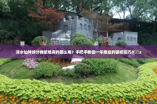 洋水仙种球分株繁殖真的那么难?手把手教你一年爆盆的硬核技巧🌱