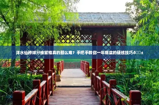 洋水仙种球分株繁殖真的那么难？手把手教你一年爆盆的硬核技巧🌱