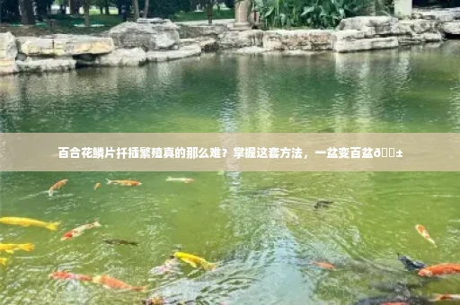 百合花鳞片扦插繁殖真的那么难?掌握这套方法,一盆变百盆🌱