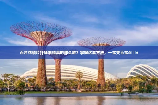 百合花鳞片扦插繁殖真的那么难?掌握这套方法,一盆变百盆🌱