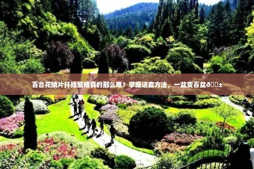百合花鳞片扦插繁殖真的那么难？掌握这套方法，一盆变百盆🌱