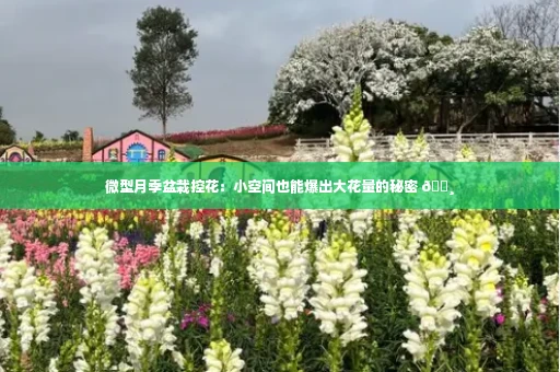 微型月季盆栽控花:小空间也能爆出大花量的秘密 🌸