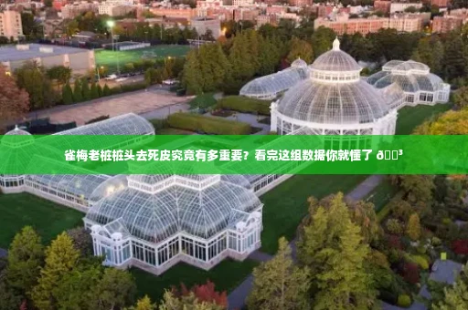 雀梅老桩桩头去死皮究竟有多重要?看完这组数据你就懂了 🌳