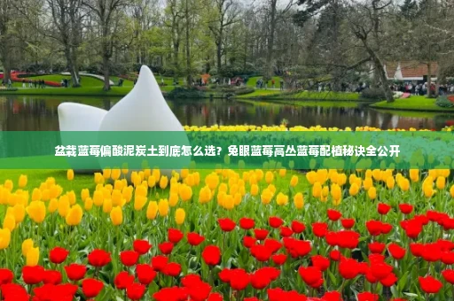 盆栽蓝莓偏酸泥炭土到底怎么选?兔眼蓝莓高丛蓝莓配植秘诀全公开
